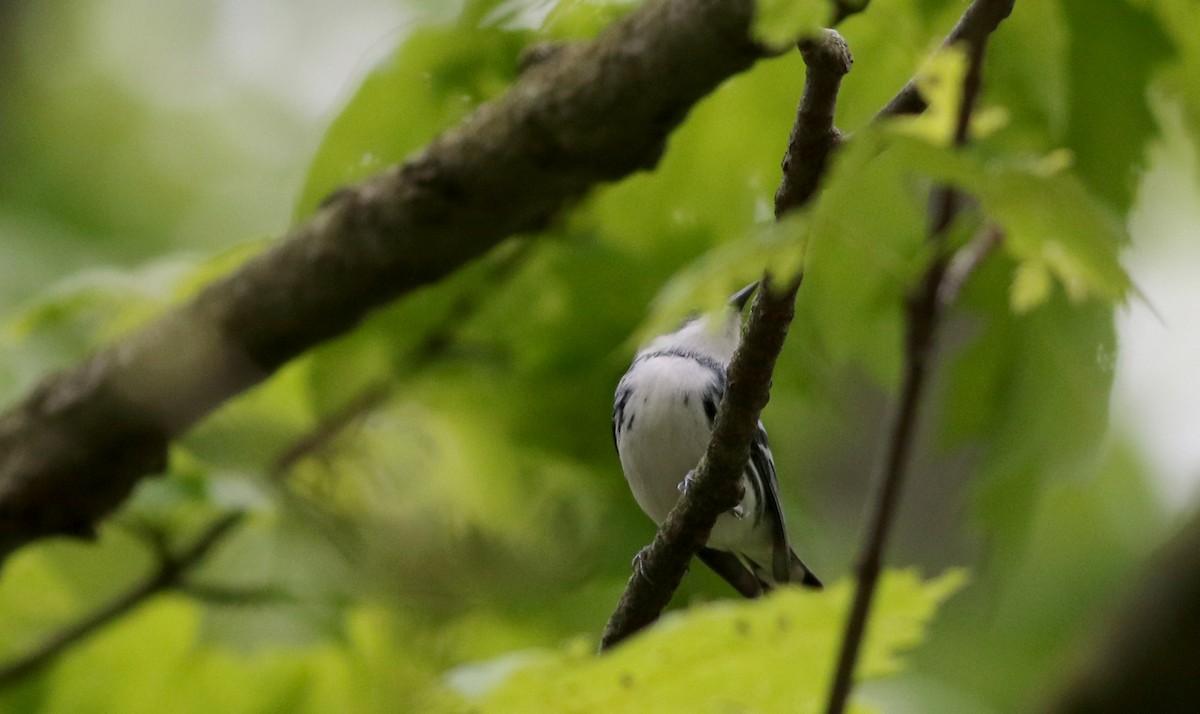 Cerulean Warbler - ML58217211