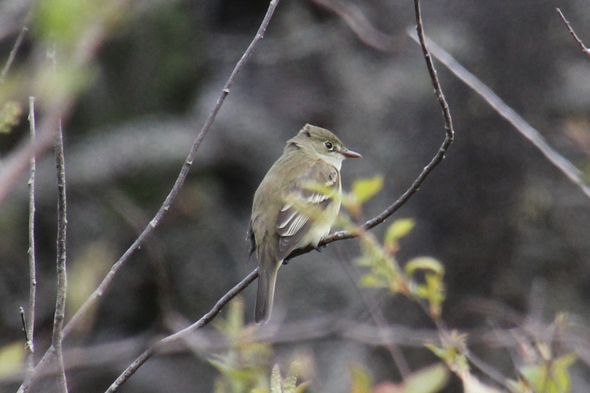 Alder Flycatcher - ML582172211