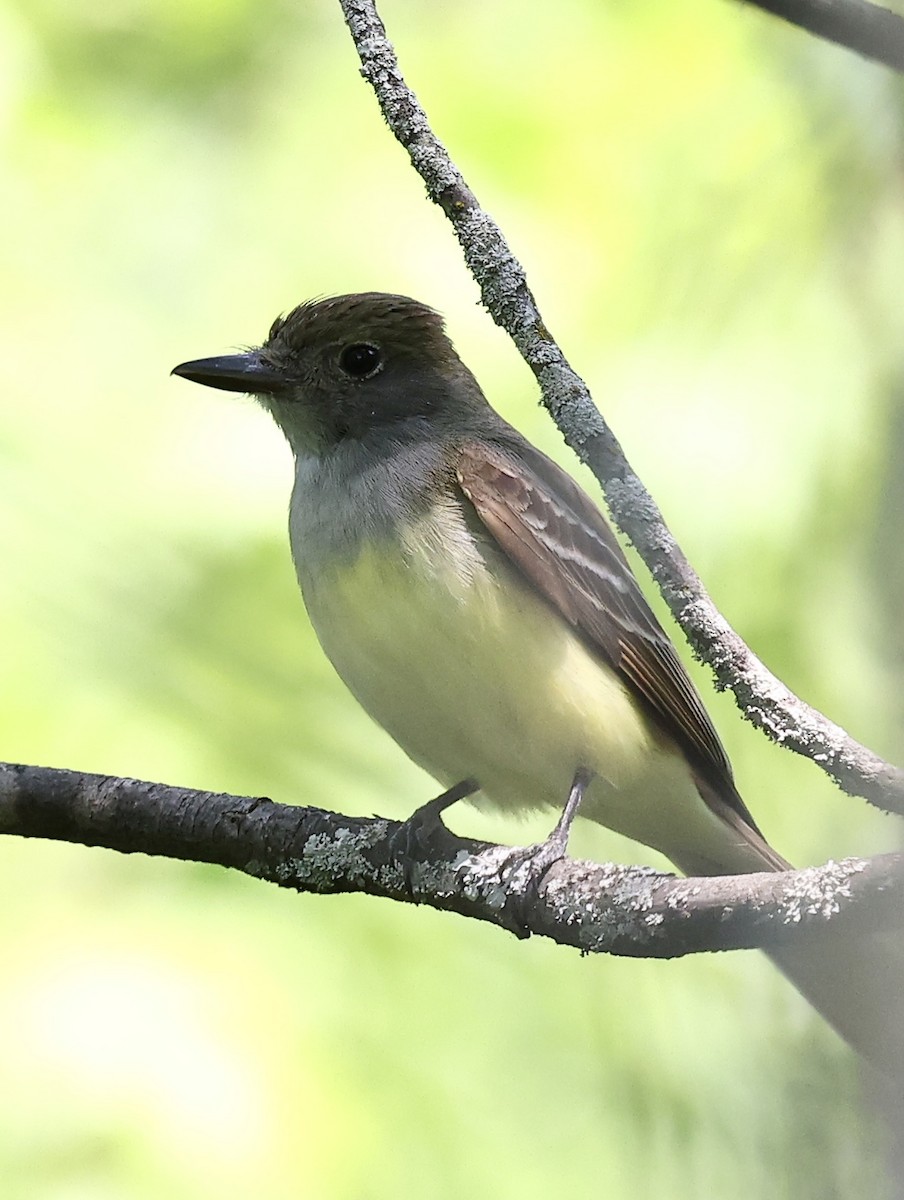 Great Crested Flycatcher - ML582172921