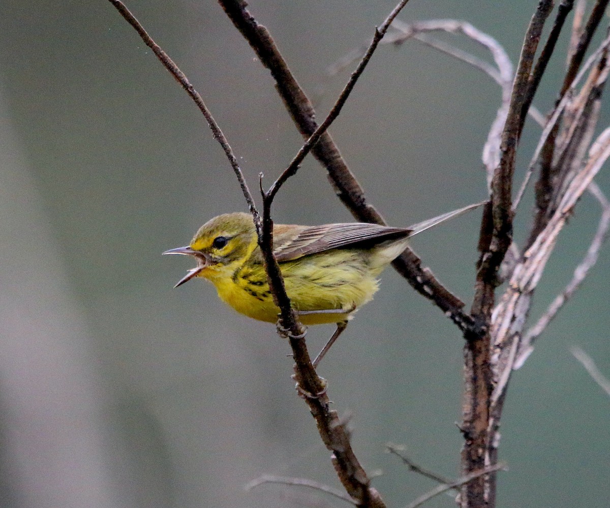 Prairie Warbler - ML582173301