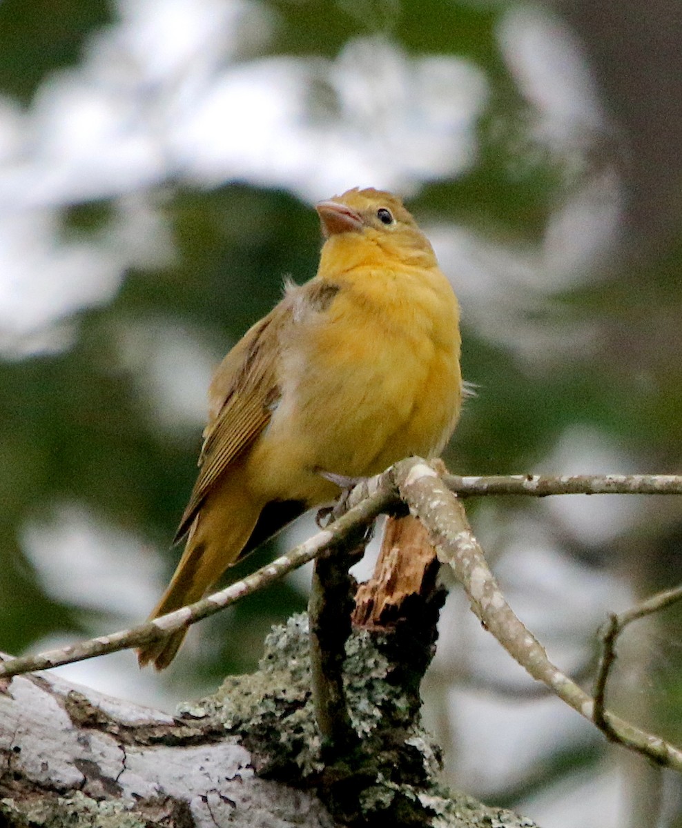 Summer Tanager - ML582173381