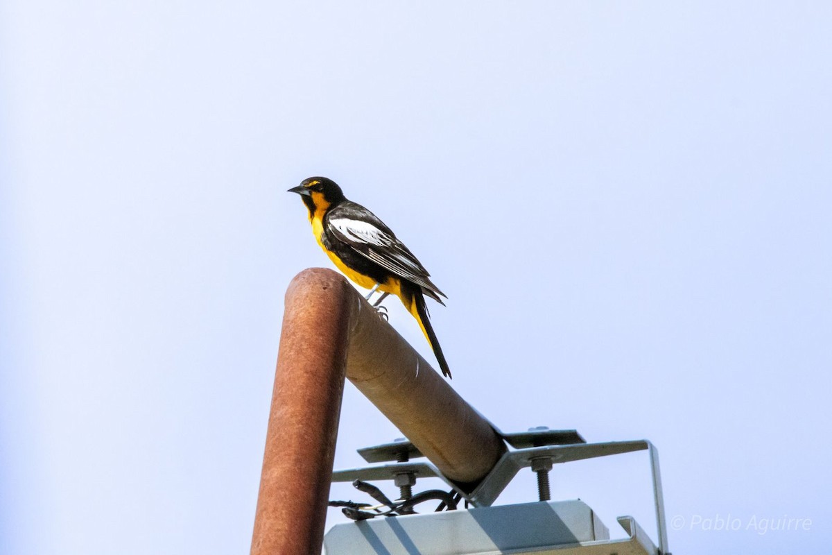 Black-backed Oriole - ML582173441