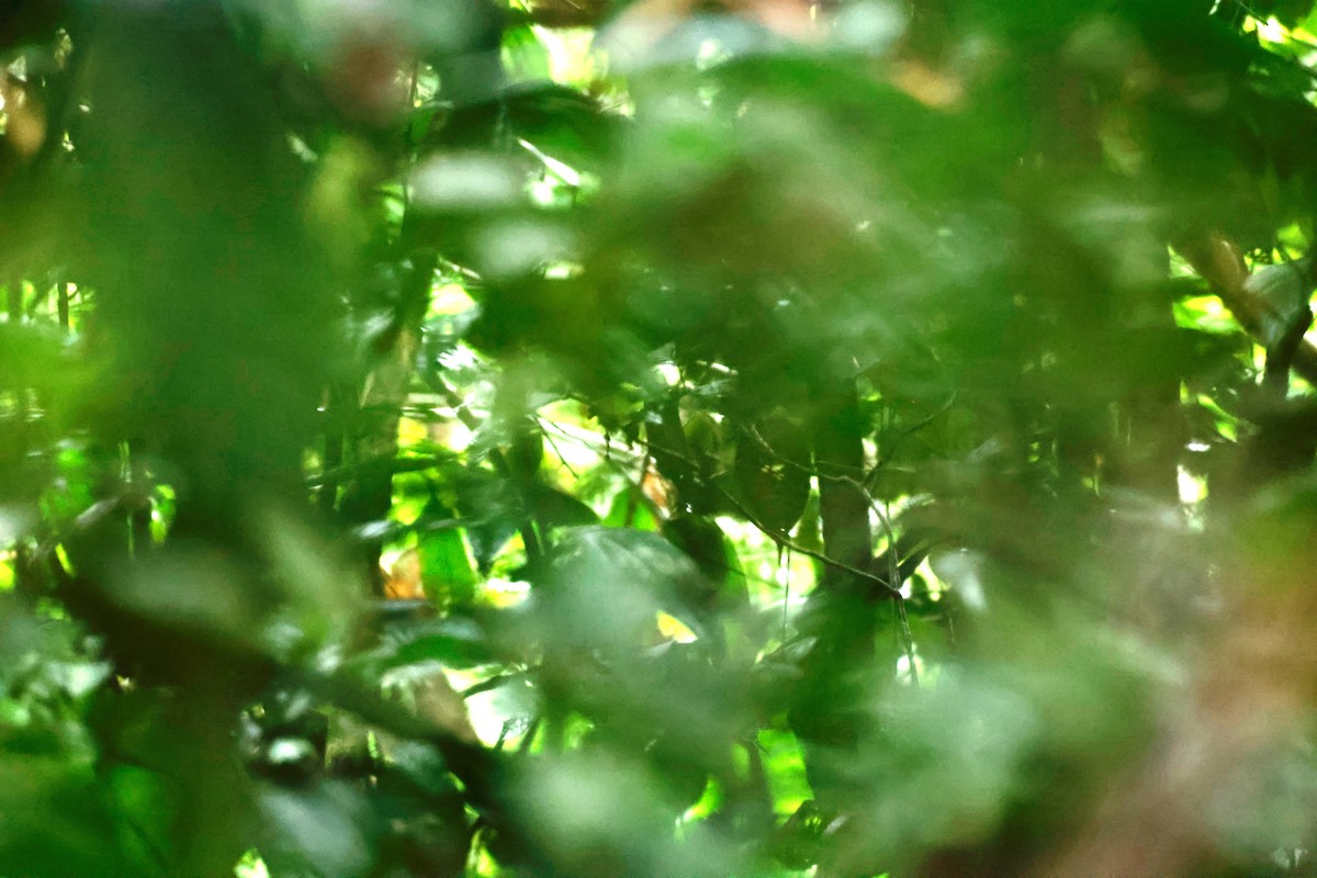 Bornean Wren-Babbler - ML582174271