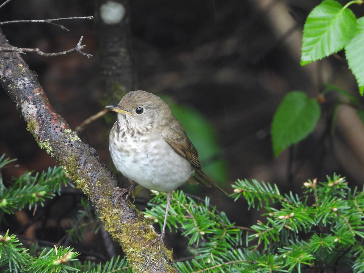 Bicknell's Thrush - ML582174961