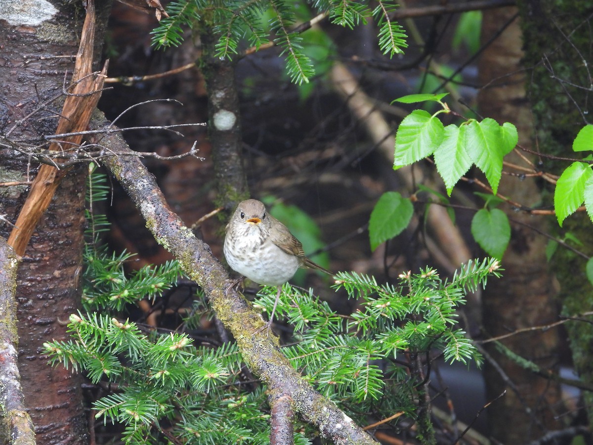 Bicknell's Thrush - ML582174971