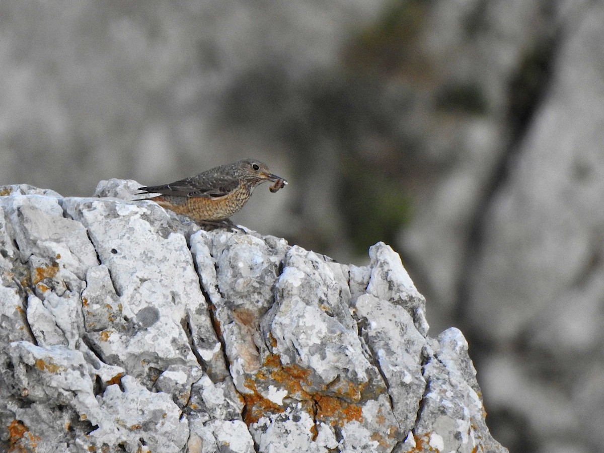 Rufous-tailed Rock-Thrush - ML582175571