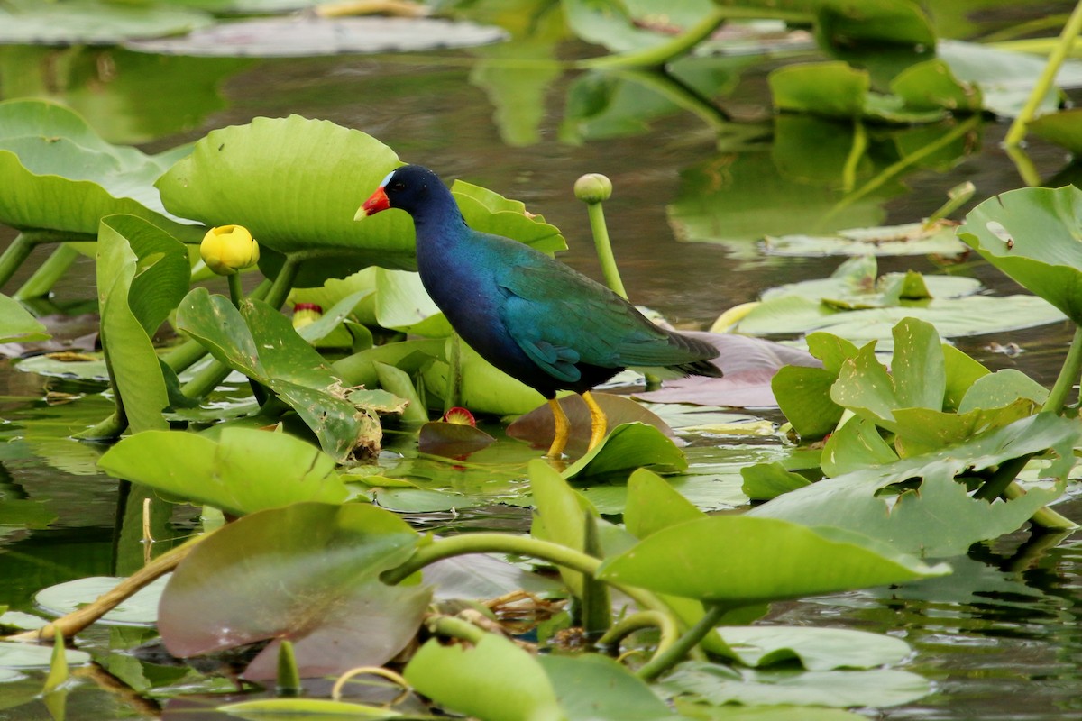 Purple Gallinule - Christine Jacobs