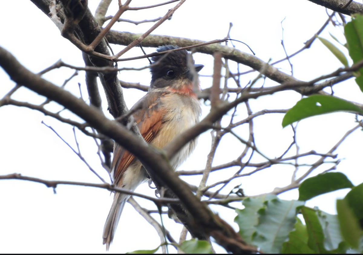 Rose-throated Becard - ML582177251