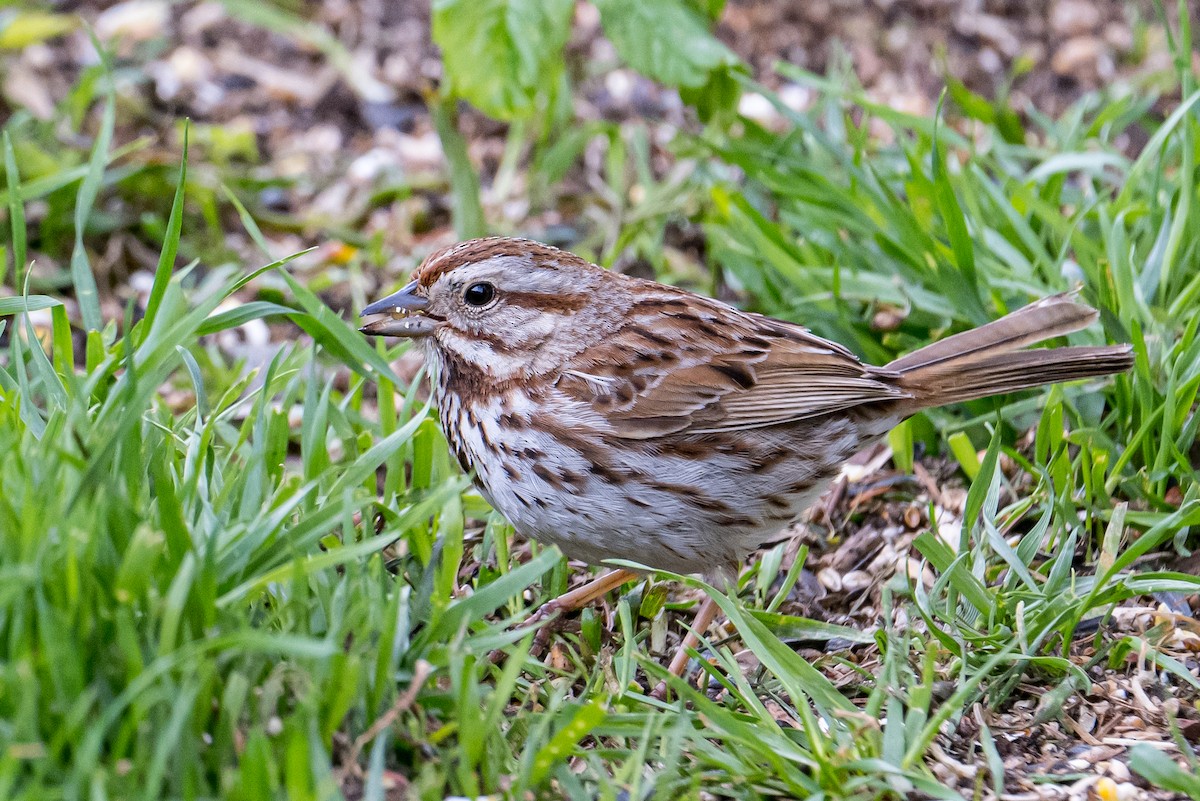 Song Sparrow - ML582177981