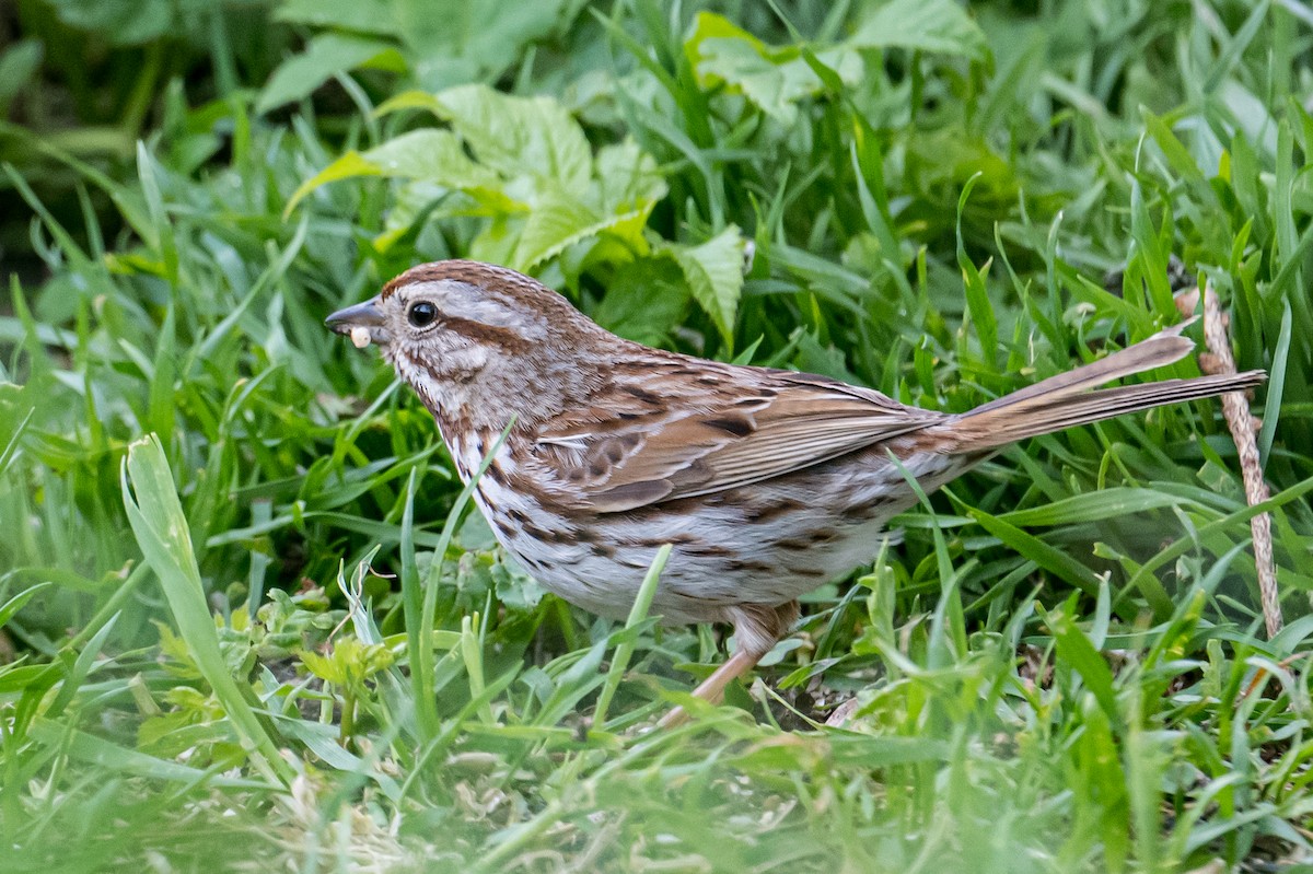 Song Sparrow - ML582177991