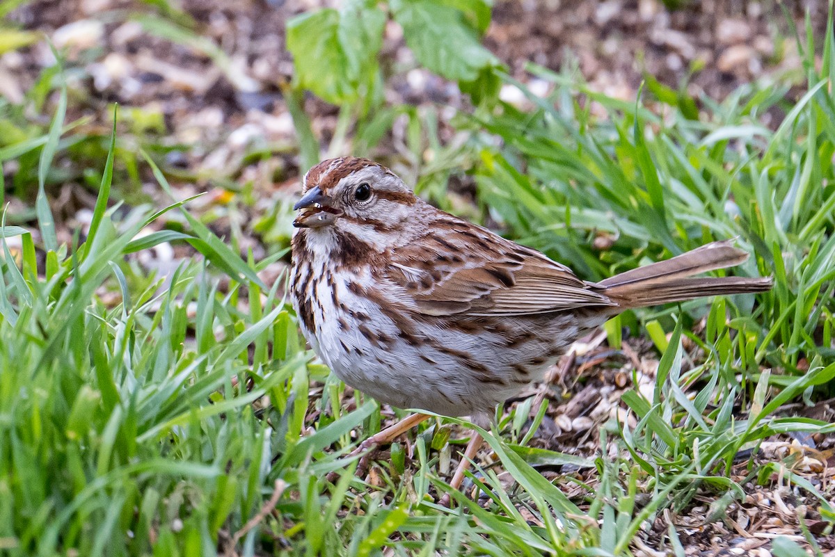 Song Sparrow - ML582178001