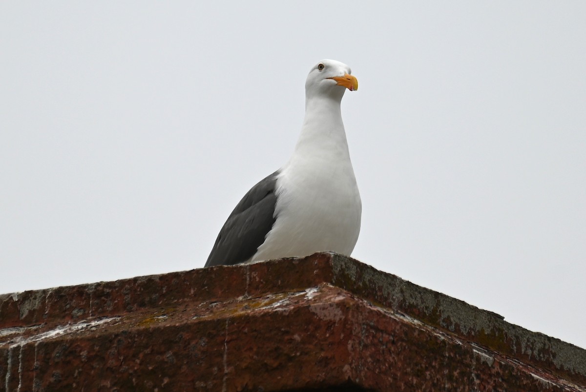 Western Gull - ML582178171