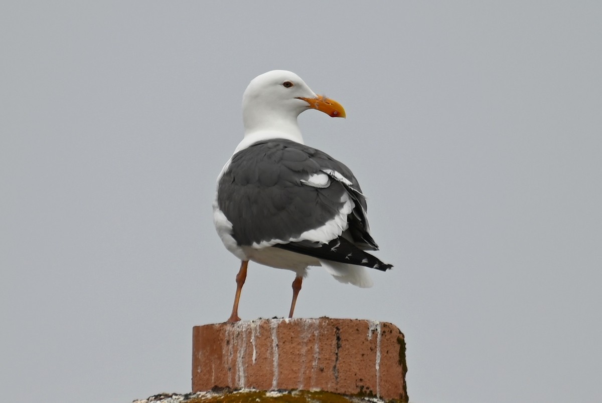 Western Gull - ML582178191