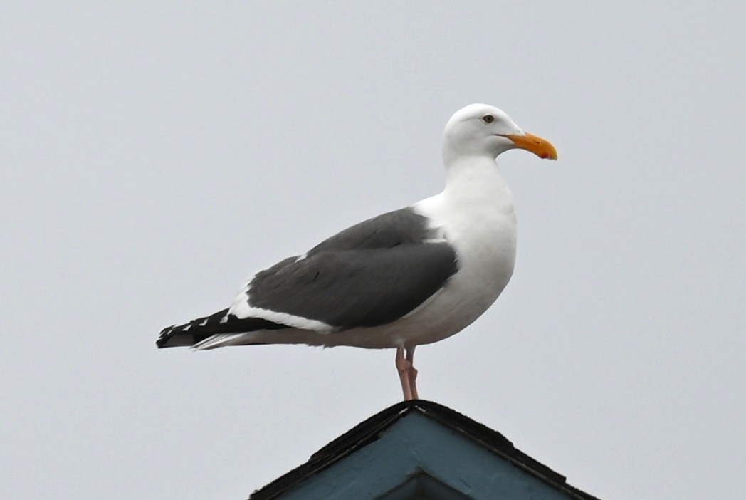 Western Gull - ML582178201