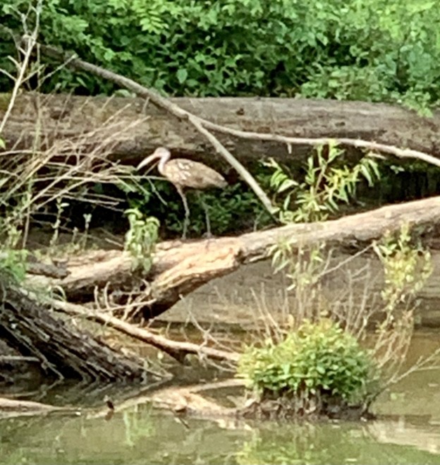 Limpkin - ML582178231