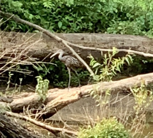 Limpkin - ML582178241