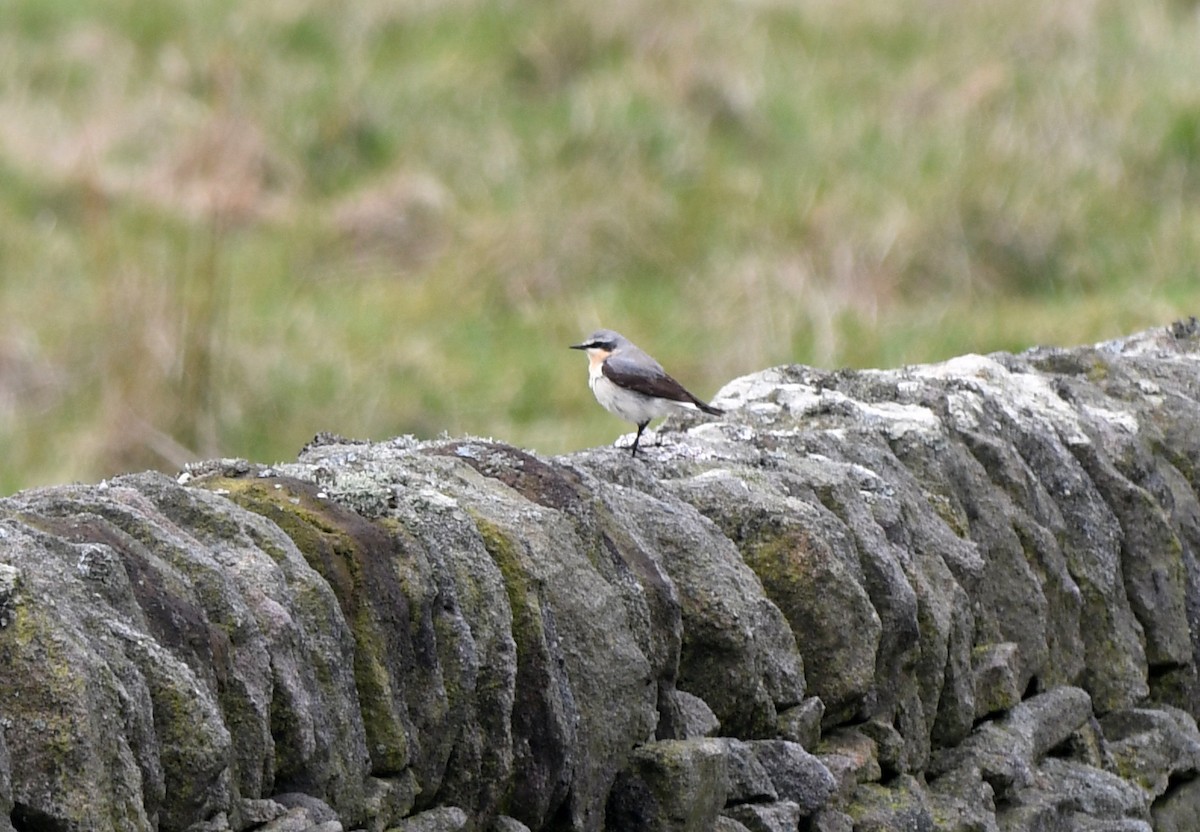 Northern Wheatear - ML582178801