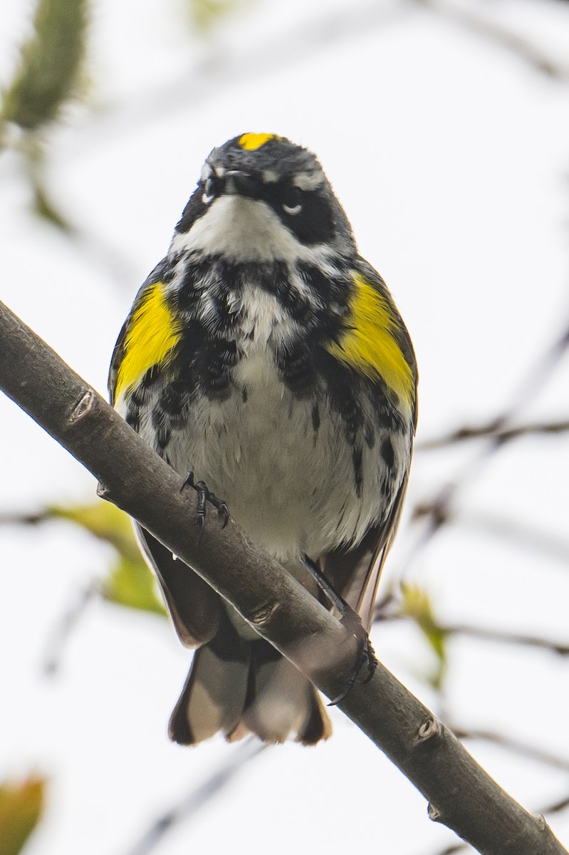 Yellow-rumped Warbler - ML582178811