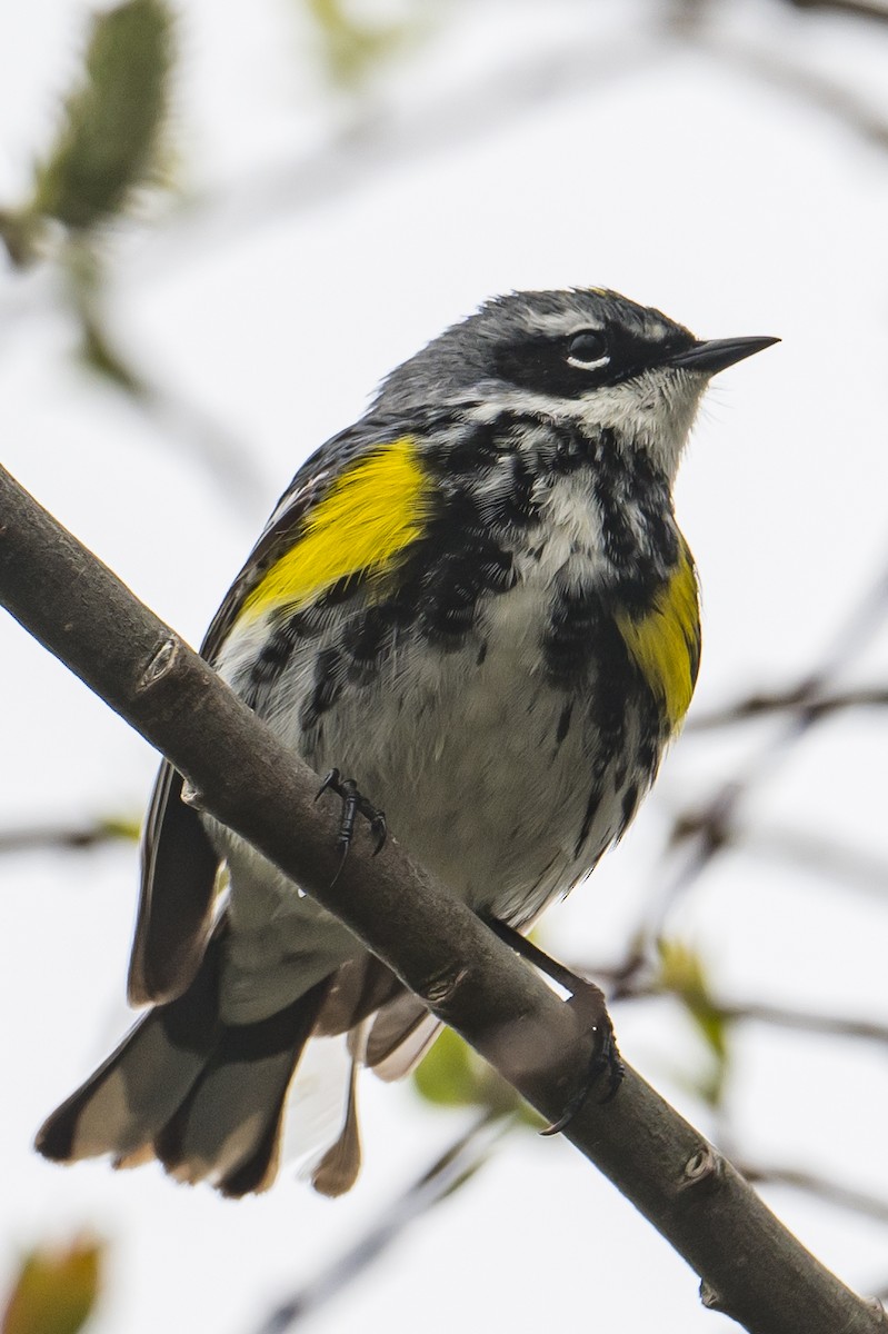 Yellow-rumped Warbler - ML582178821