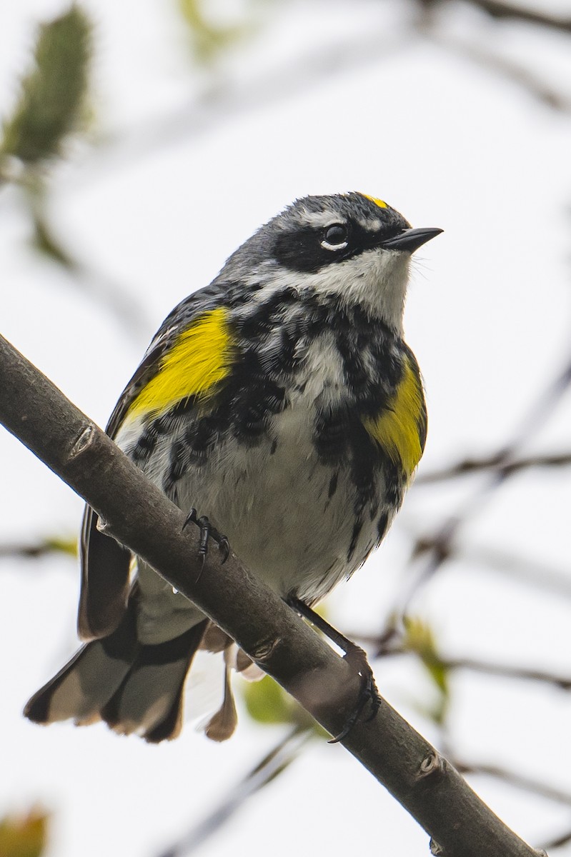 Yellow-rumped Warbler - ML582178831