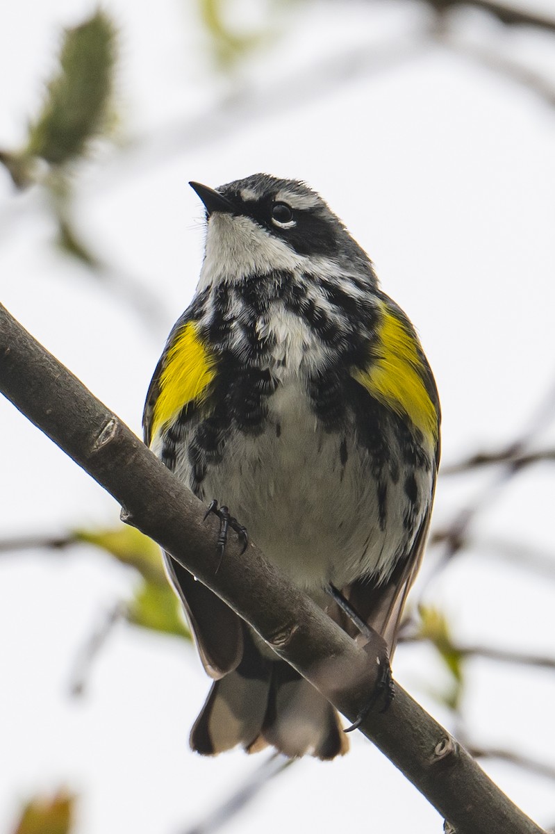 Yellow-rumped Warbler - ML582178841