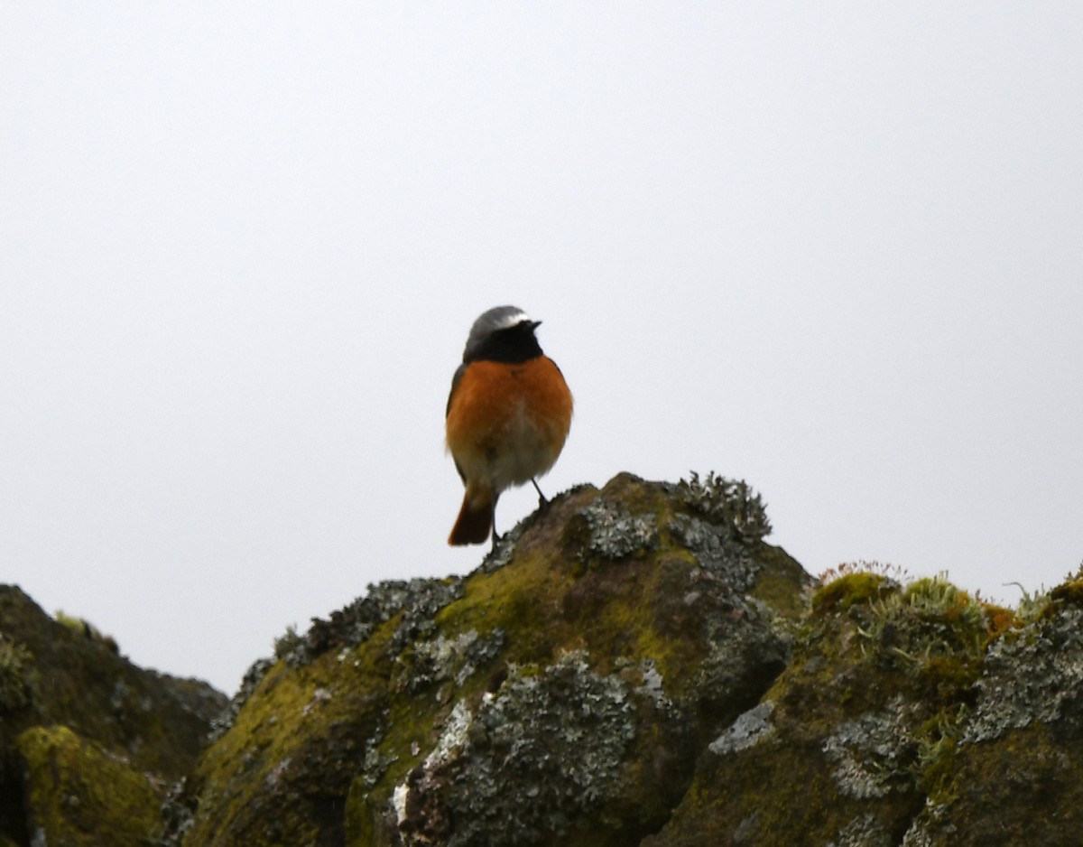 Common Redstart (Common) - ML582178851