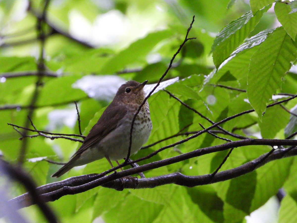 Swainson's Thrush - ML582179941