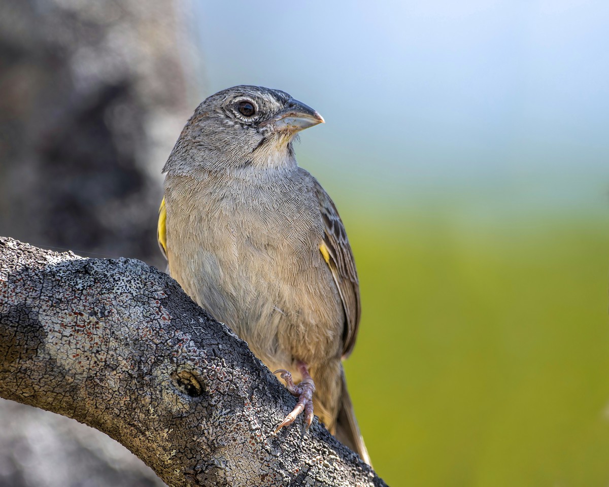 Botteri's Sparrow - ML582180631