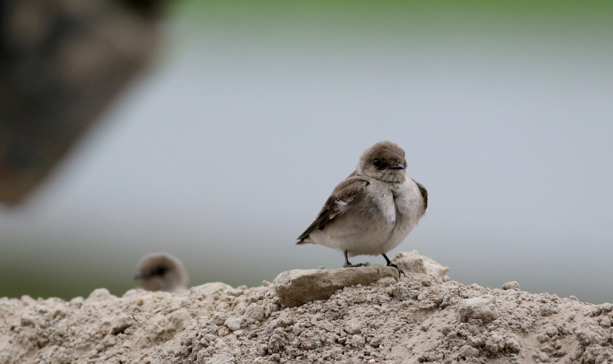 Northern Rough-winged Swallow - Jay McGowan