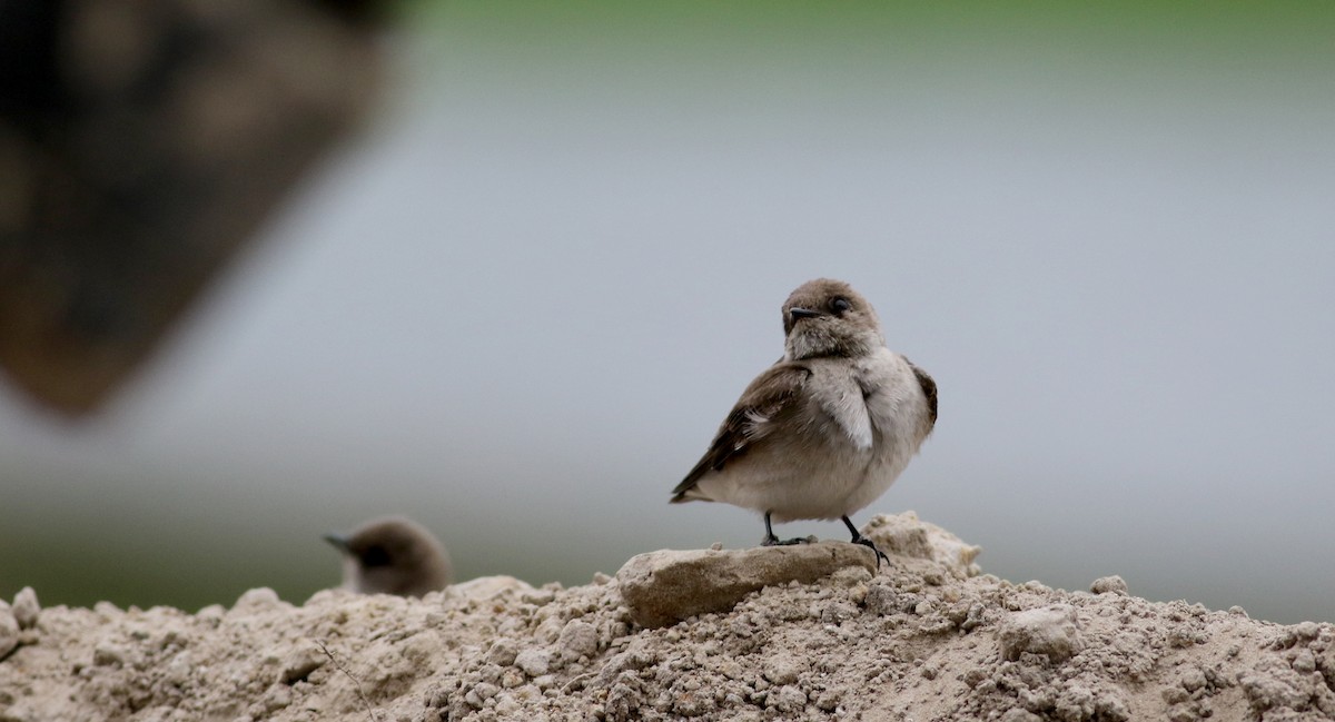 Northern Rough-winged Swallow - Jay McGowan