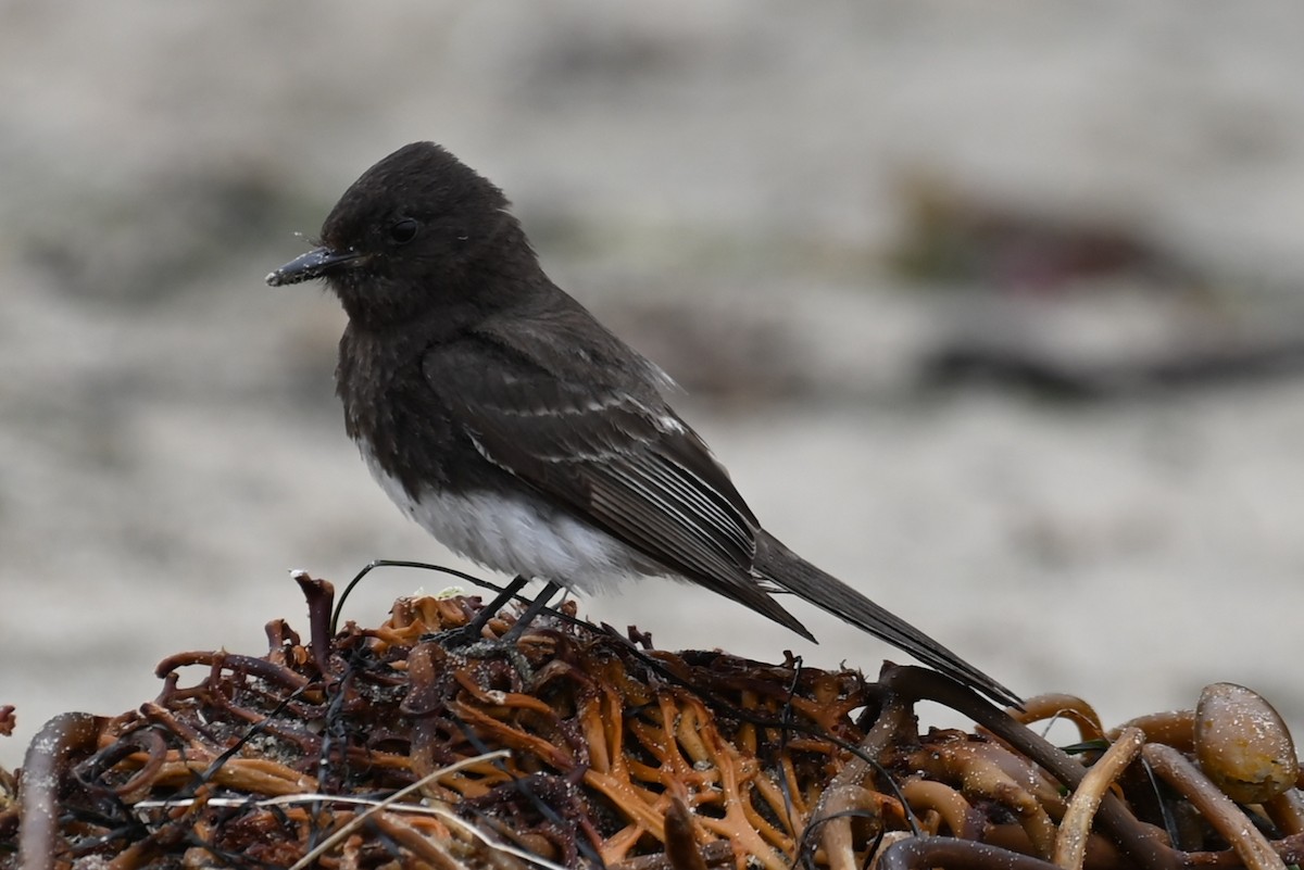 Black Phoebe - ML582182361