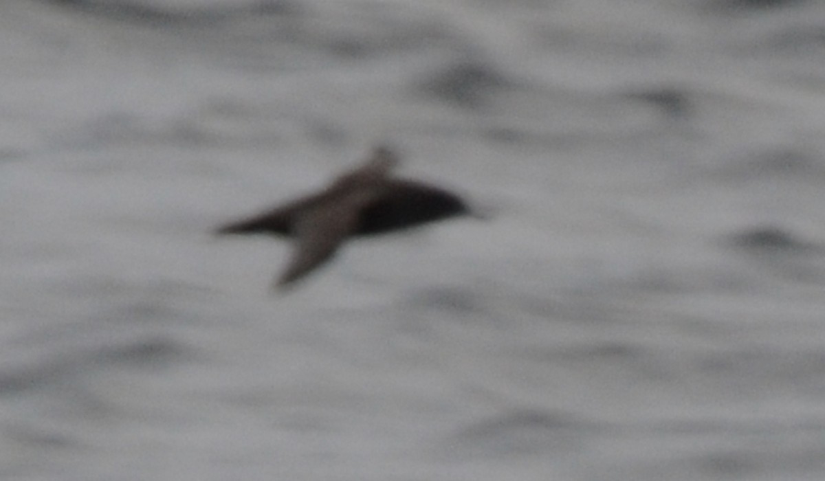 Sooty Shearwater - ML582182441