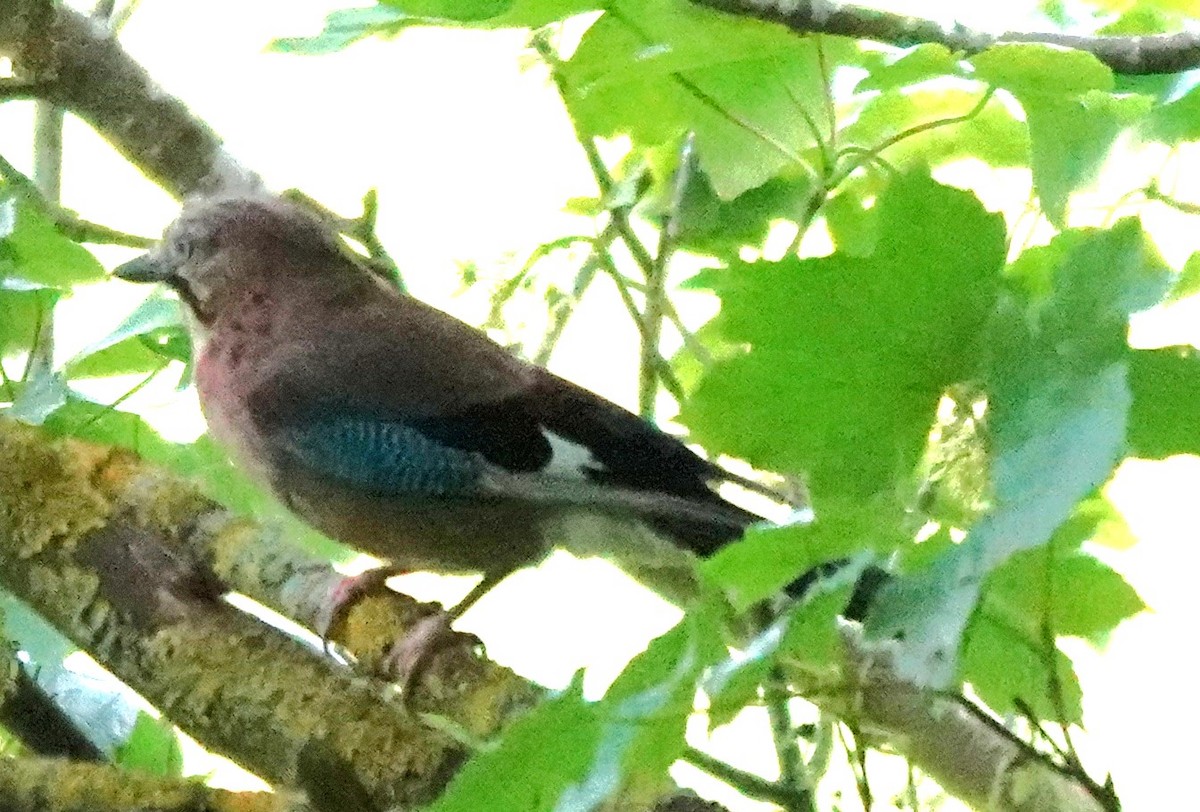 Eurasian Jay - ML582182671