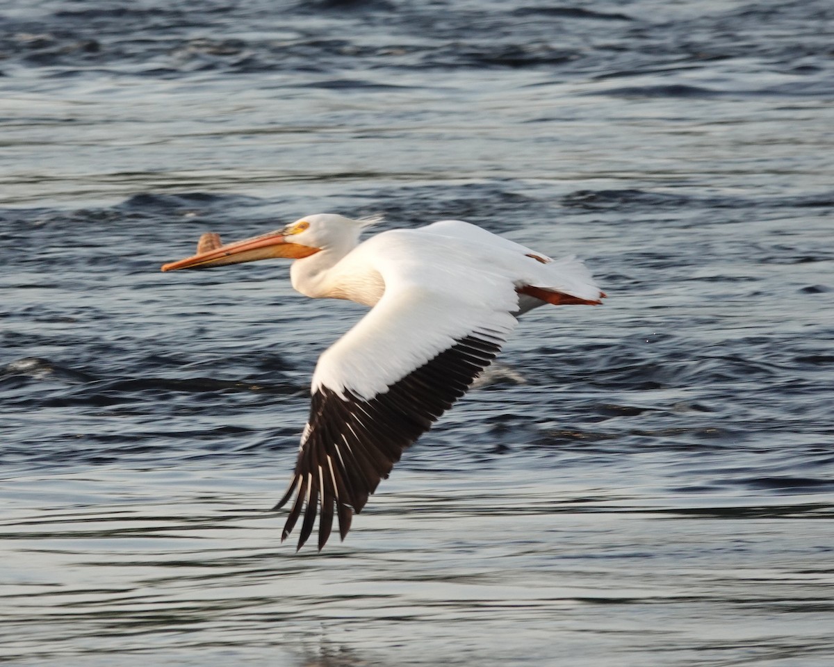 pelikán severoamerický - ML582183361