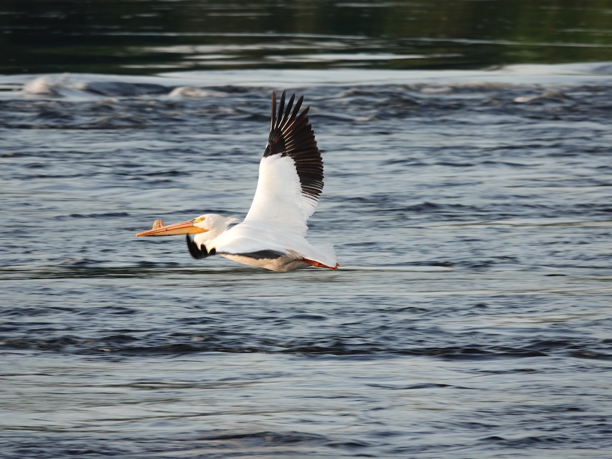 pelikán severoamerický - ML582183521