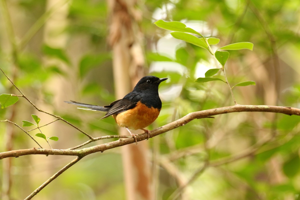 White-rumped Shama - ML582183621