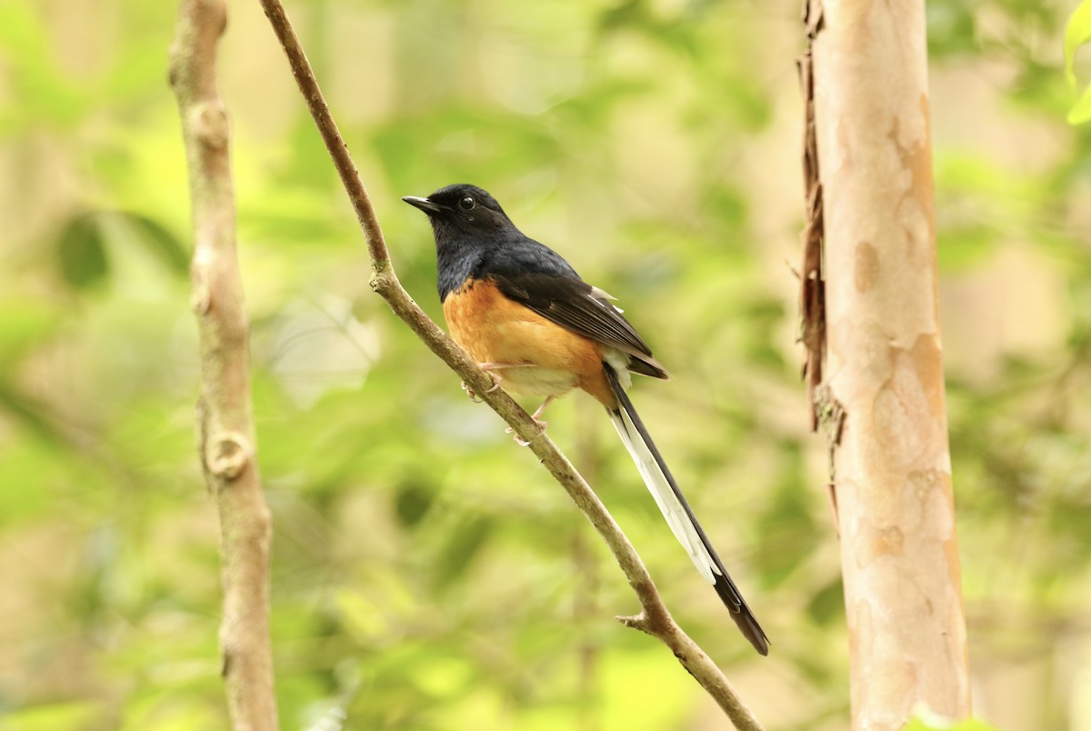 White-rumped Shama - Katrina Moilanen