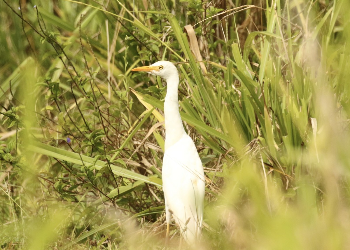 Western Cattle Egret - ML582183901