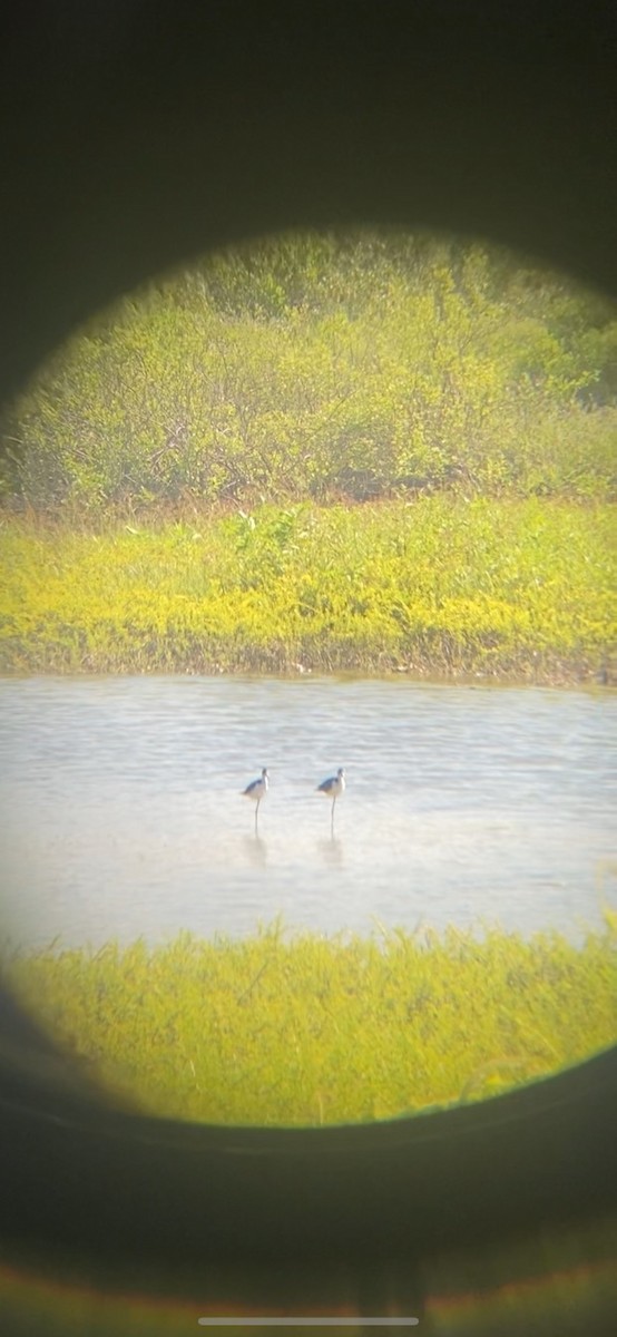 Black-necked Stilt - ML582183931