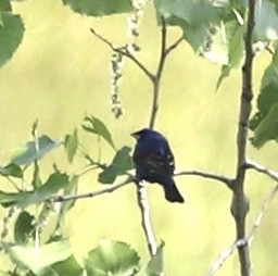 Blue Grosbeak - ML582184281