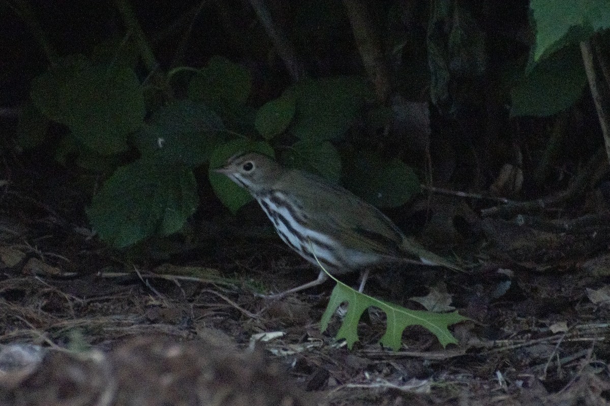 Ovenbird - Grace Huffman