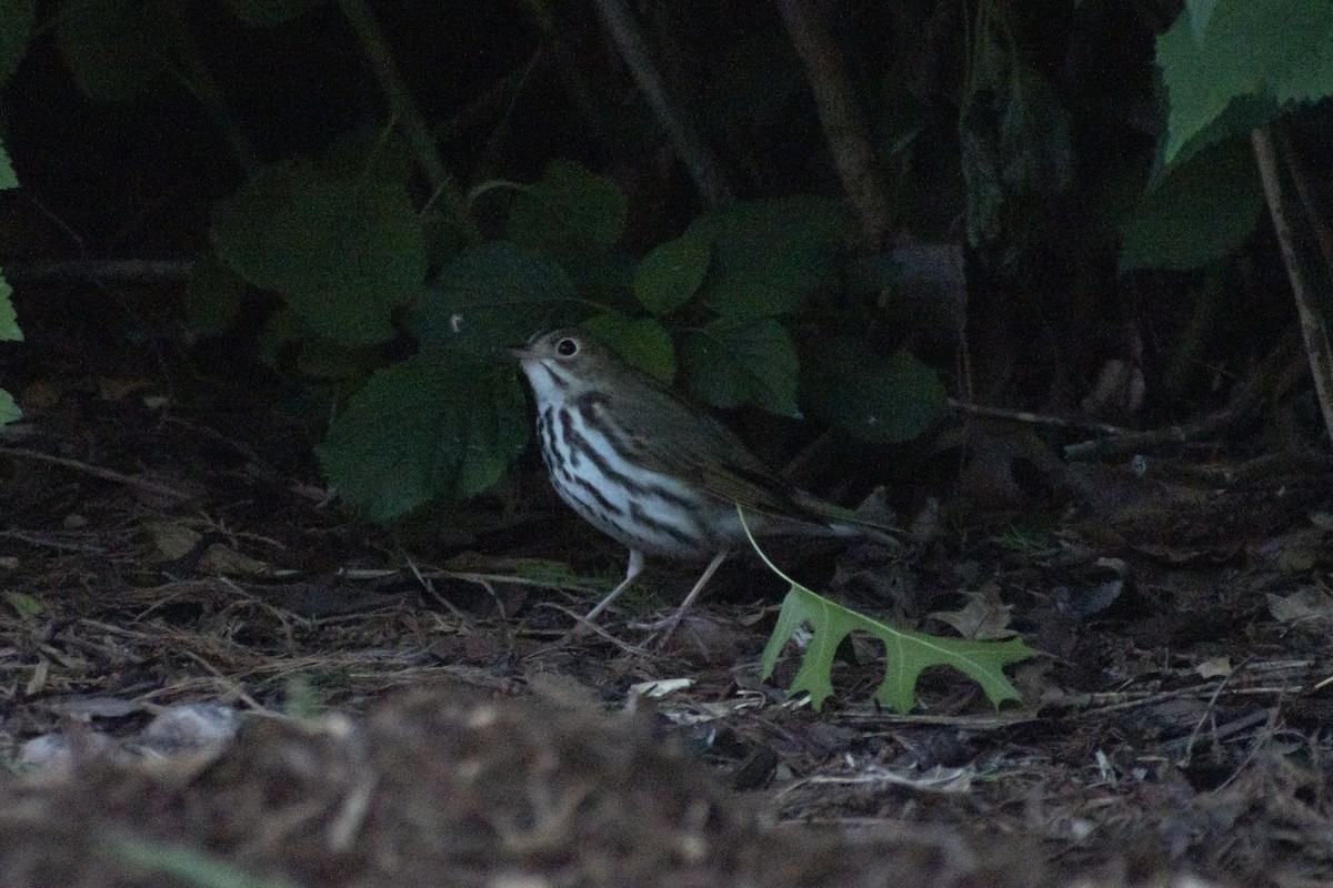 Ovenbird - Grace Huffman