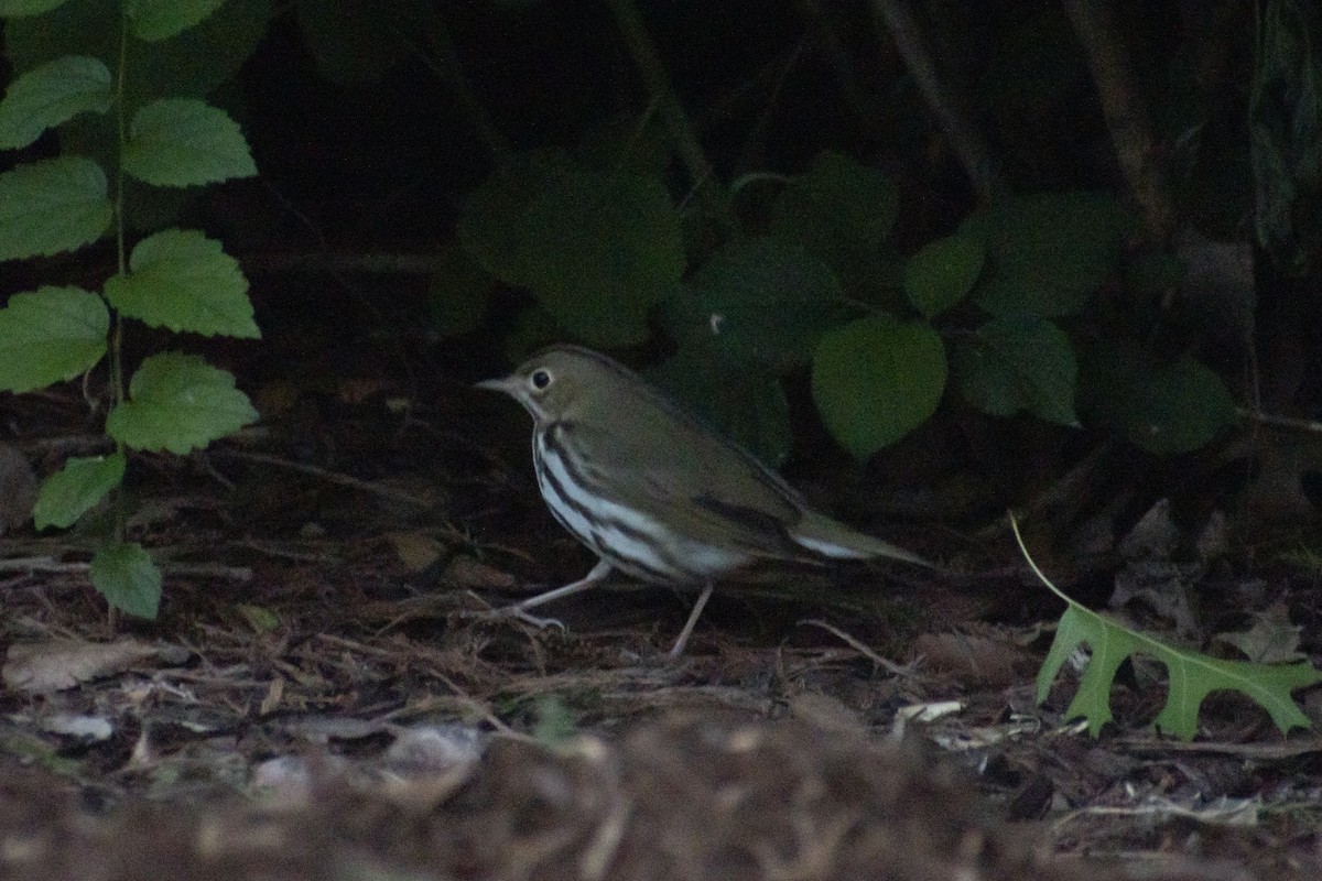 Ovenbird - Grace Huffman