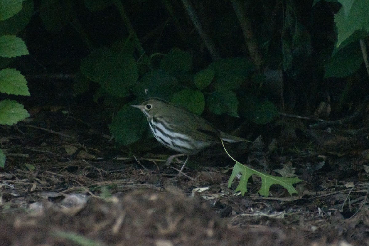 Ovenbird - ML582185081