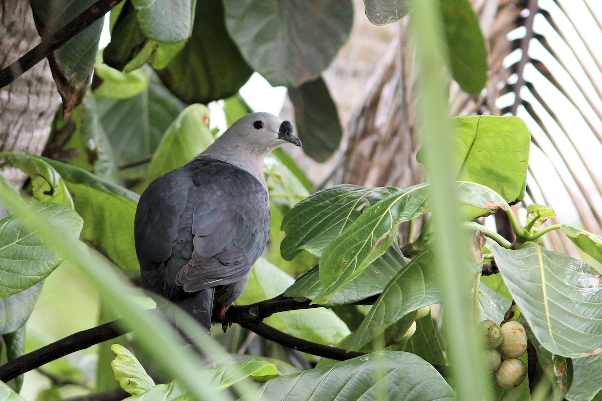 Тихоокеанский плодовый голубь - ML582185451
