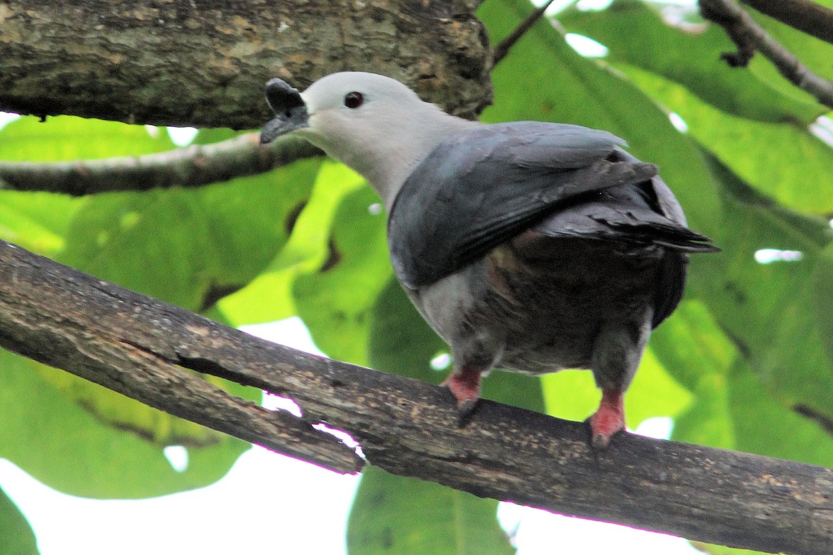 Pacific Imperial-Pigeon - Jarmo Komi