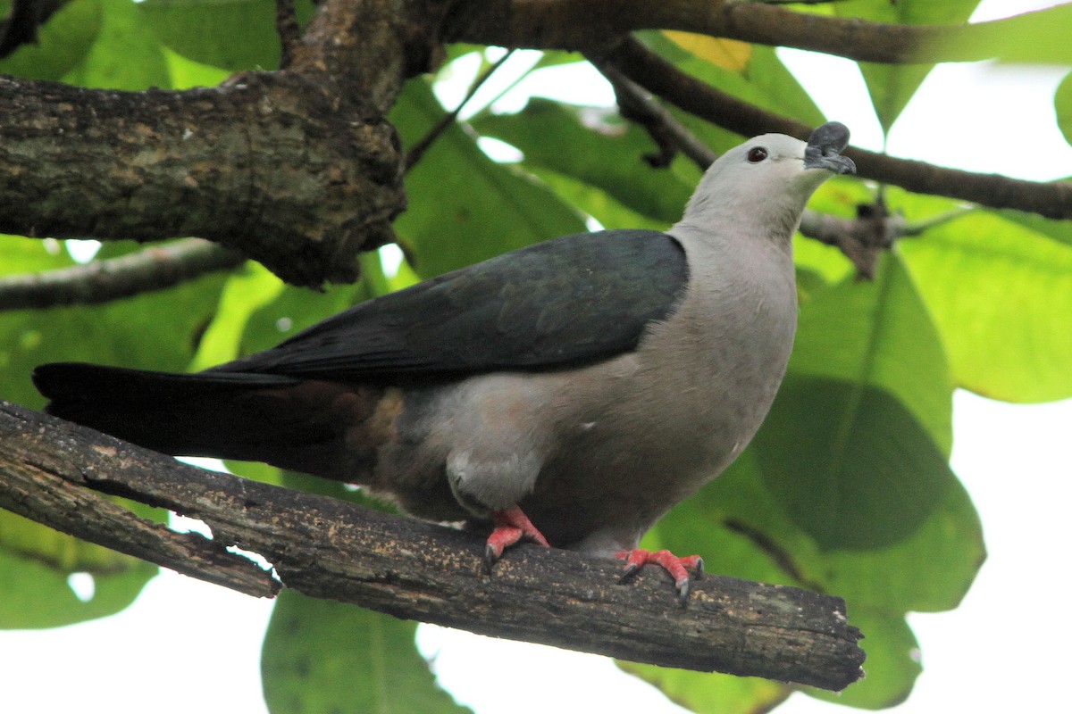 Тихоокеанский плодовый голубь - ML582185471