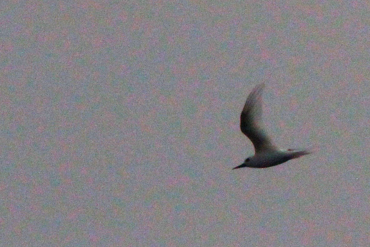 White Tern - Jarmo Komi