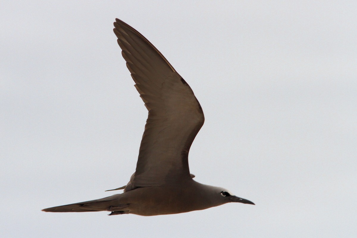 Brown Noddy - ML582186281