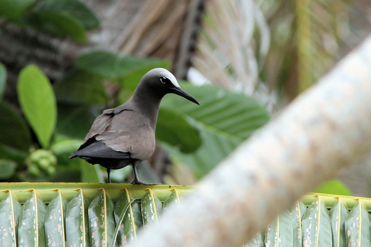 Brown Noddy - Jarmo Komi